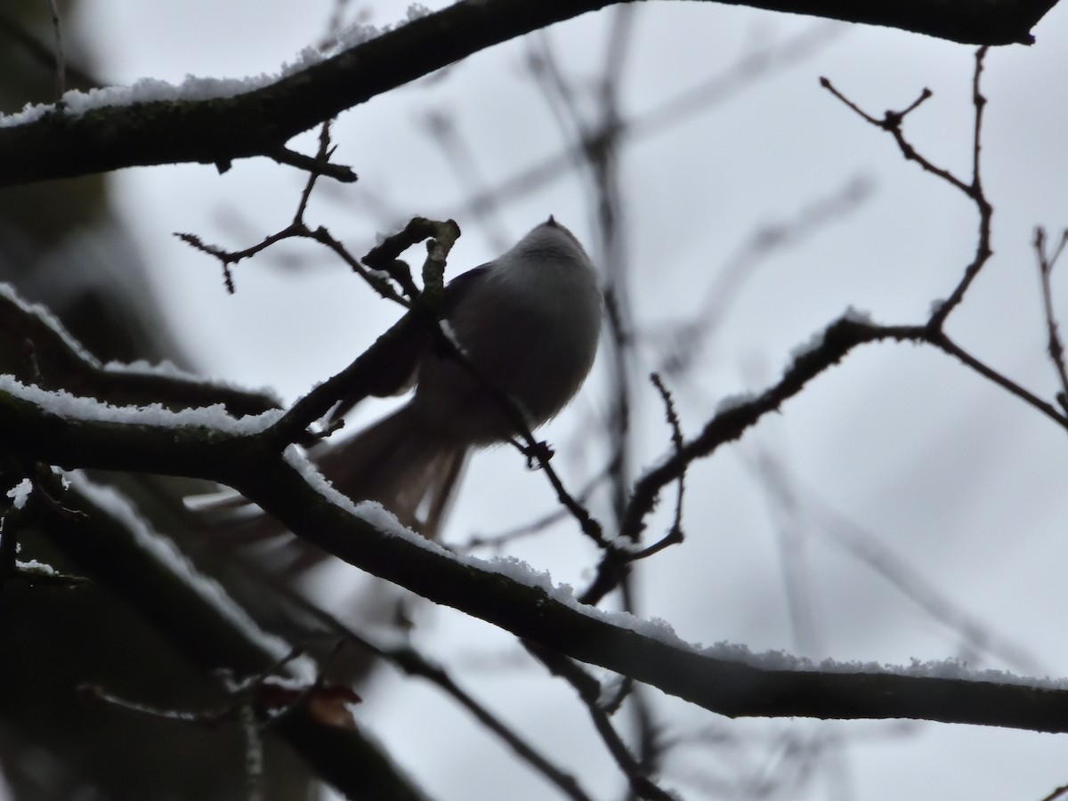 Long-tailed Tit - ML613217981