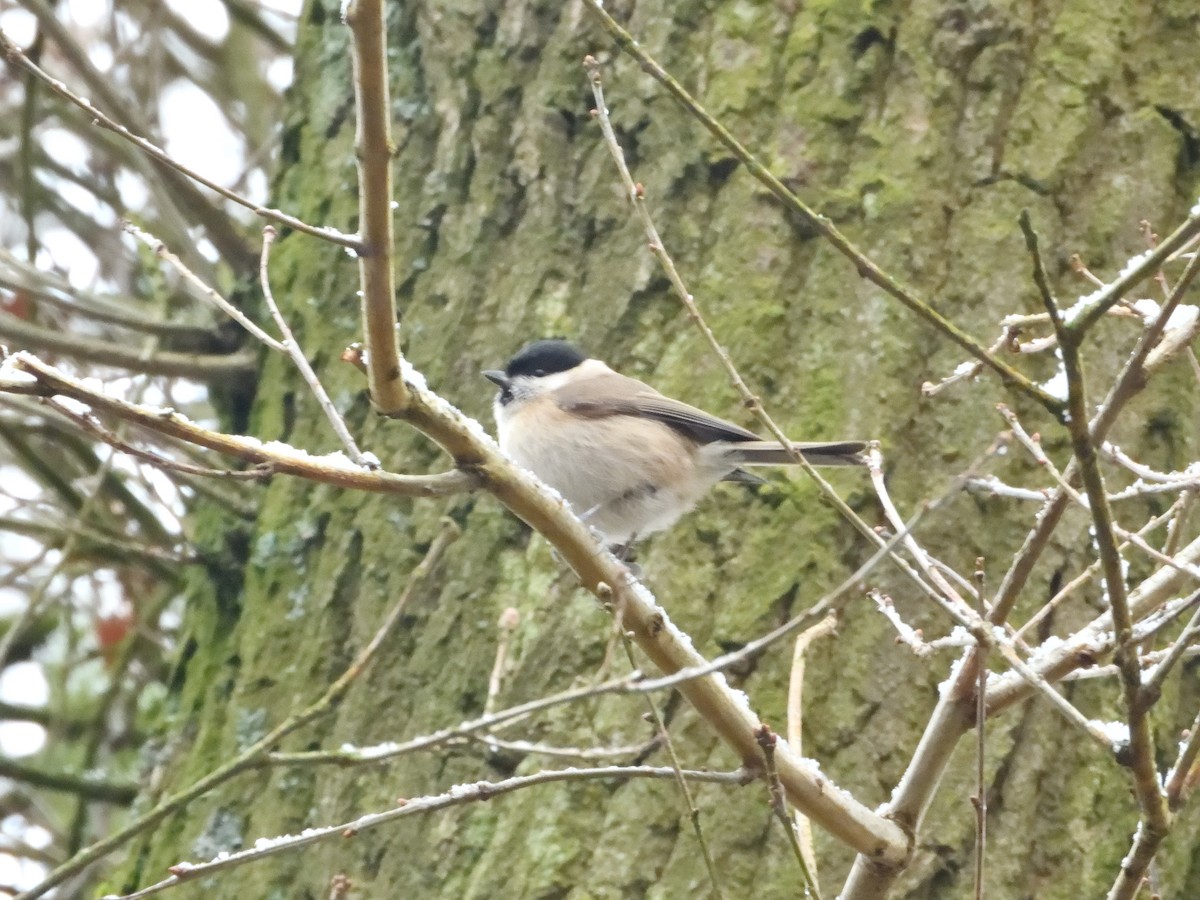 Marsh Tit - ML613217994