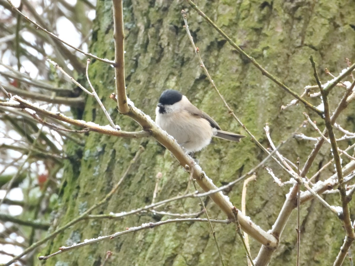 Marsh Tit - Dennis op 't Roodt