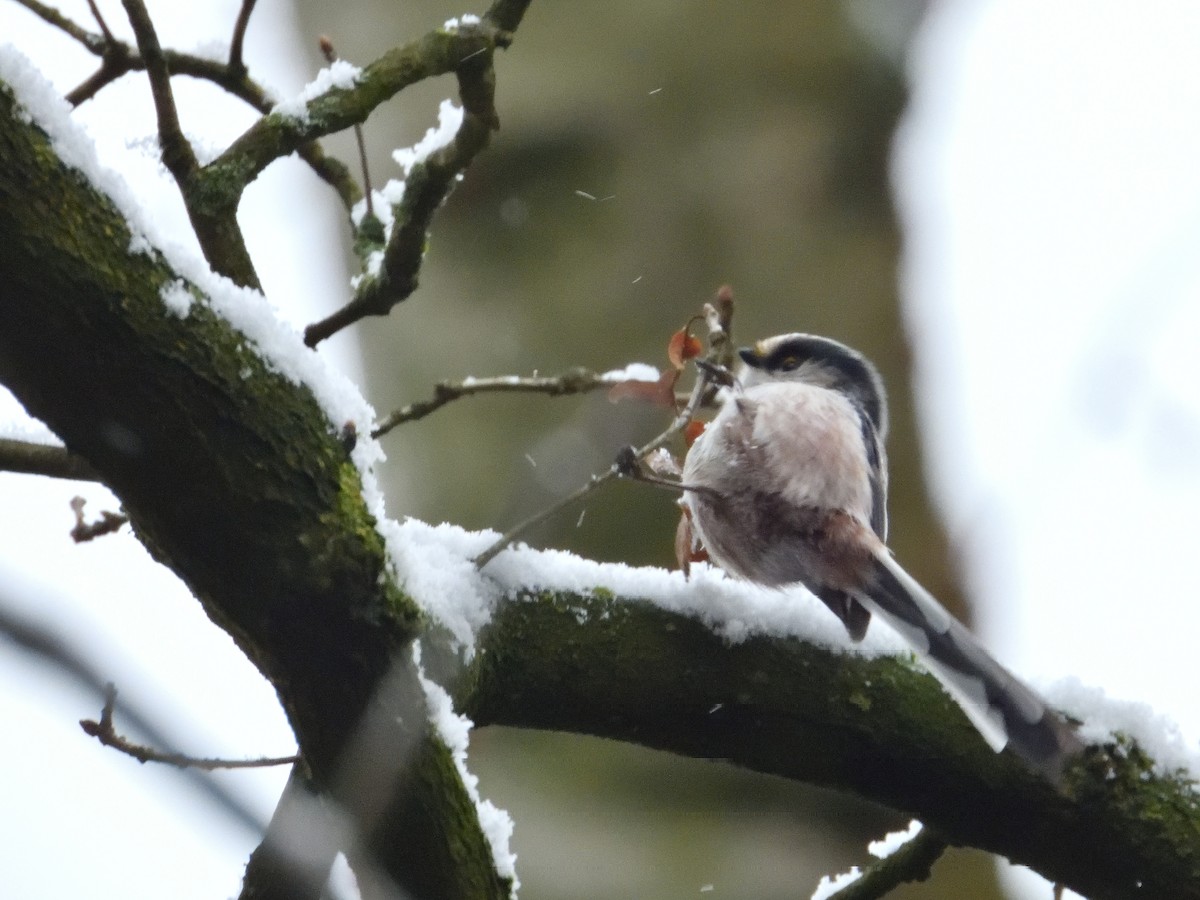 Long-tailed Tit - Dennis op 't Roodt