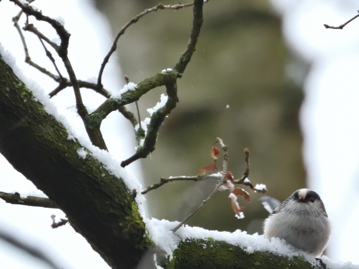 Long-tailed Tit - Dennis op 't Roodt