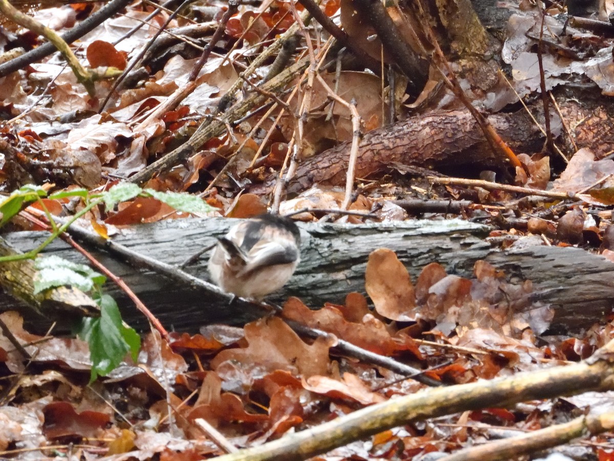 Long-tailed Tit - ML613218030