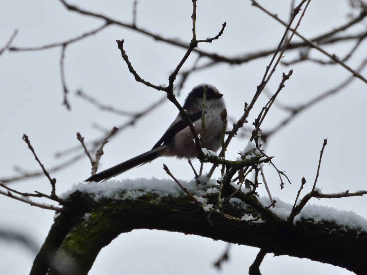 Long-tailed Tit - Dennis op 't Roodt