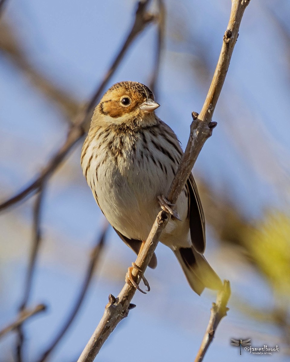 Little Bunting - ML613218146