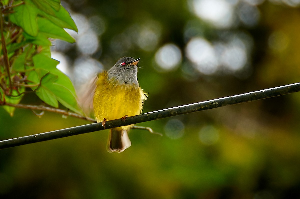 Gray-headed Canary-Flycatcher - Tomáš Grim