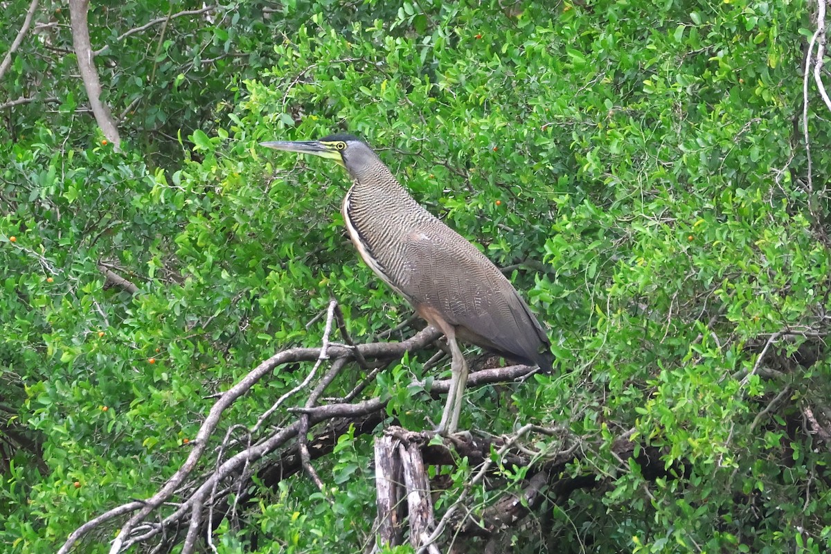 Bare-throated Tiger-Heron - ML613218419