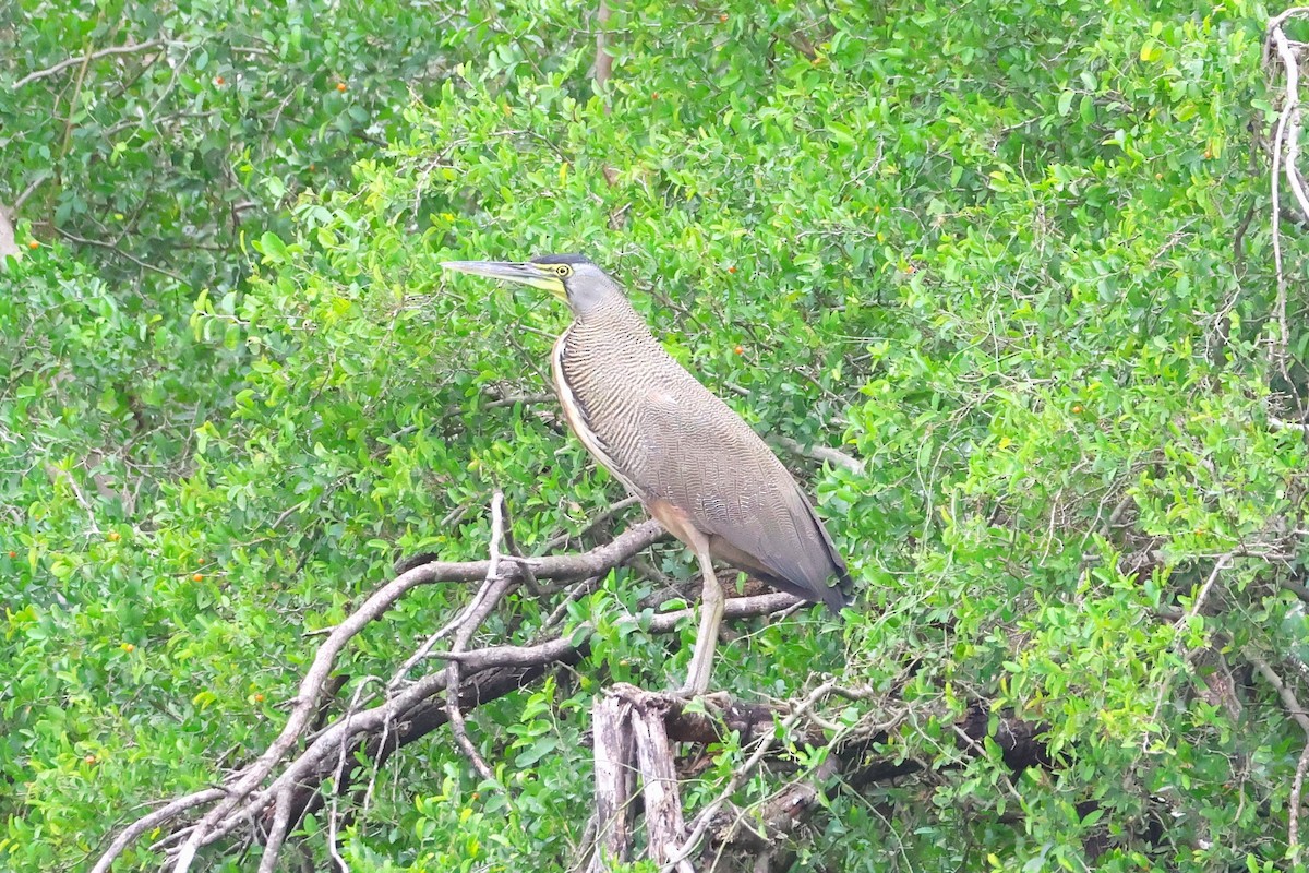 Bare-throated Tiger-Heron - Michael Weaver