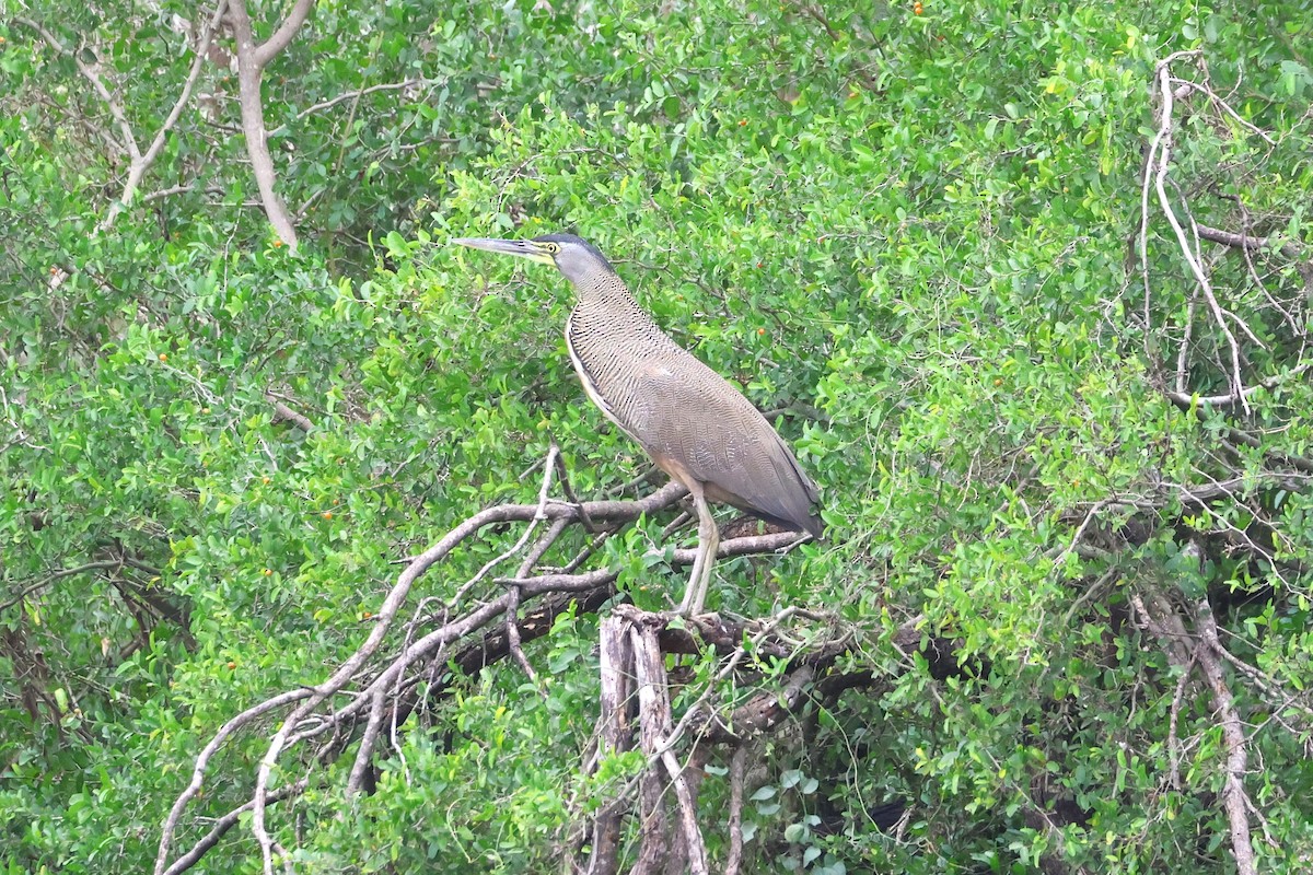 Bare-throated Tiger-Heron - ML613218421