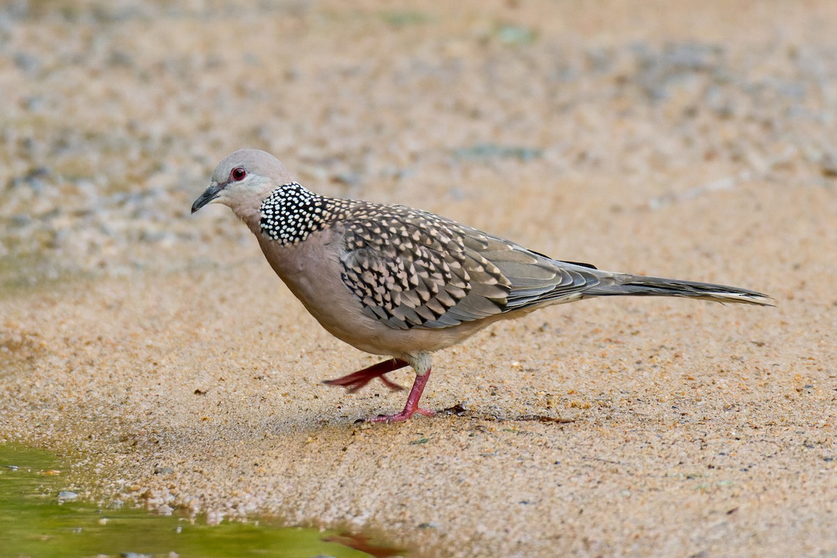 Spotted Dove - ML613218493