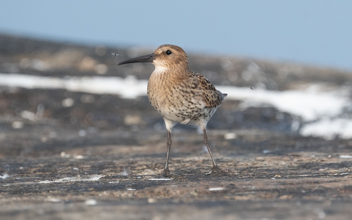 Dunlin - ML613218521