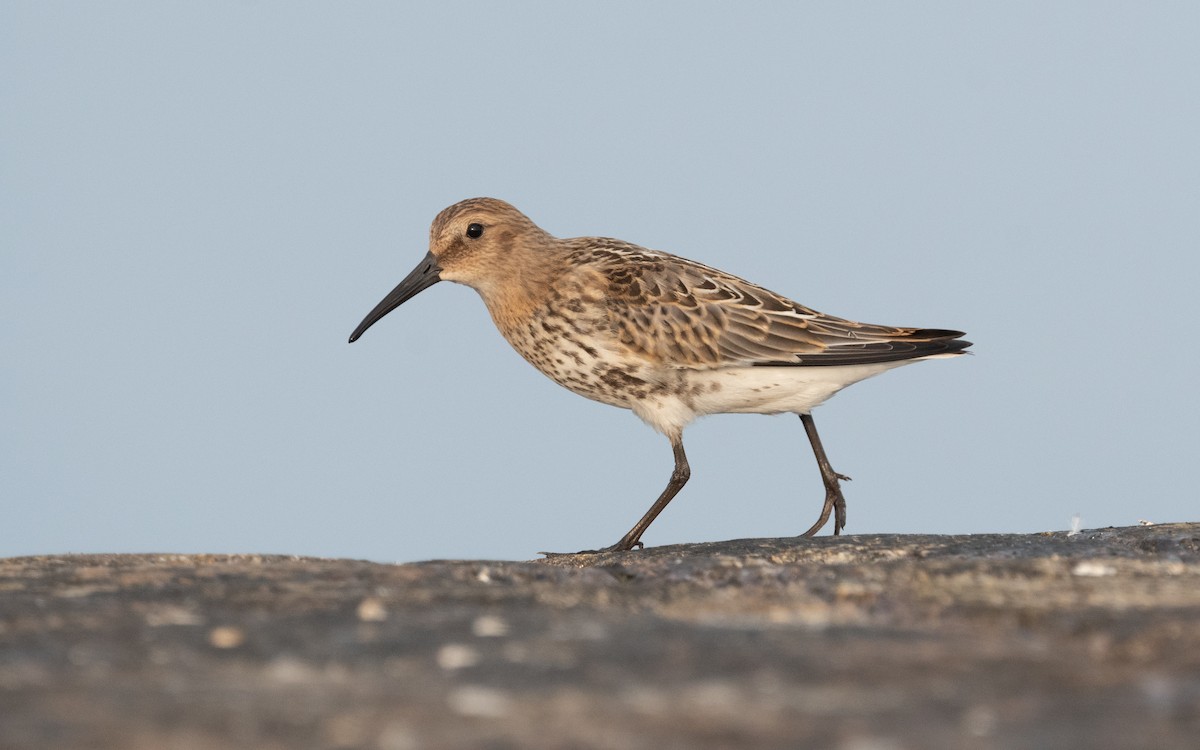 Dunlin - ML613218522