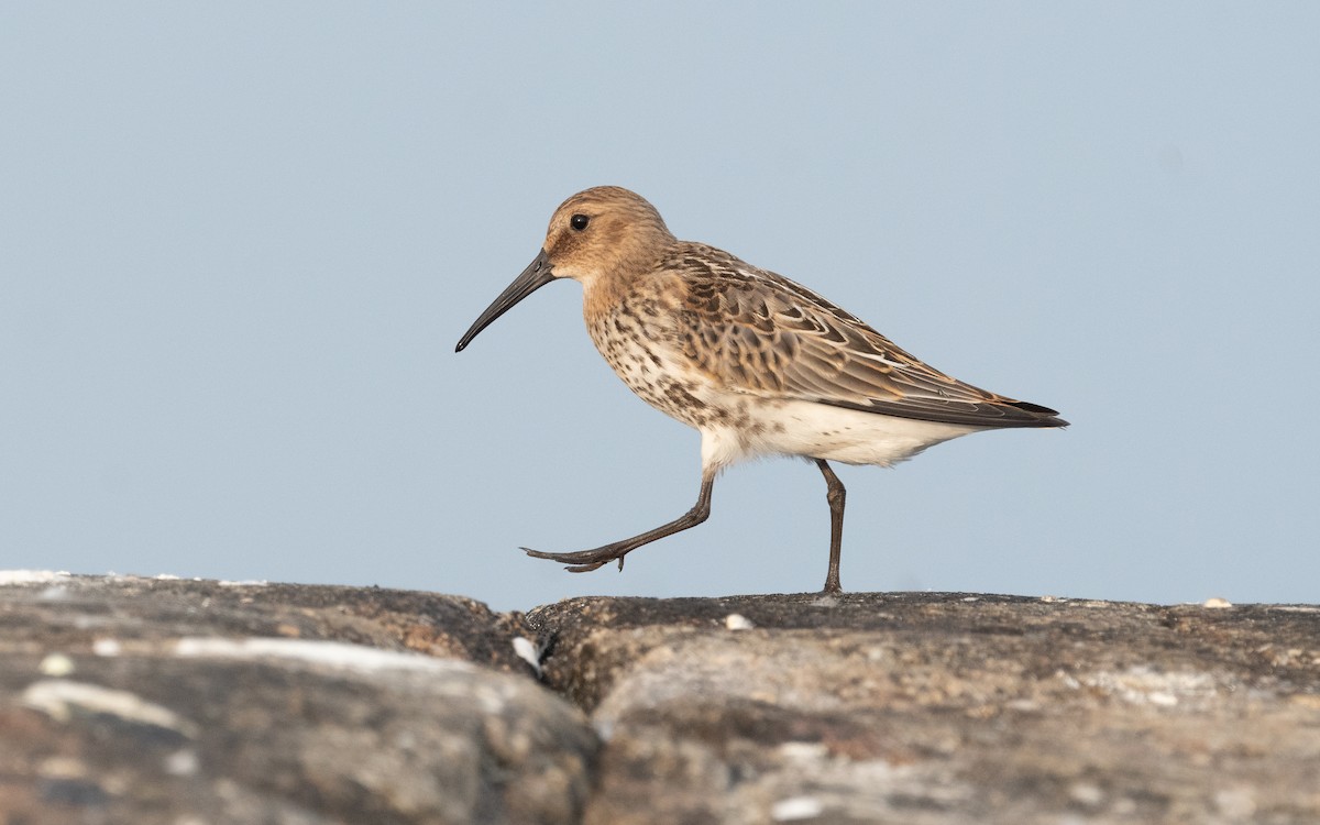 Dunlin - ML613218523