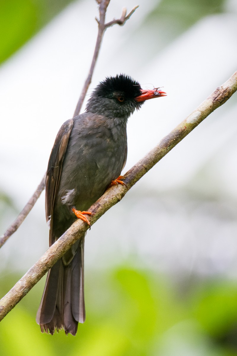 Square-tailed Bulbul - Lori Buhlman