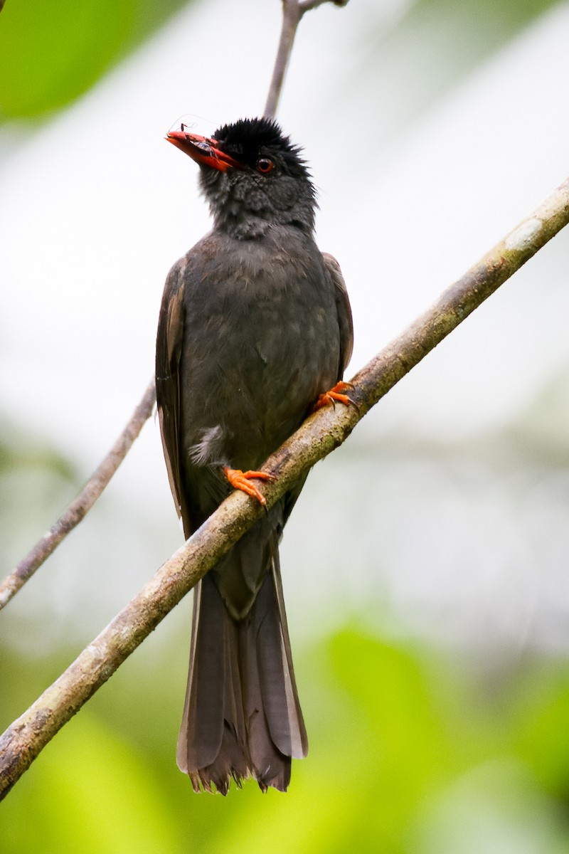 Square-tailed Bulbul - ML613218582