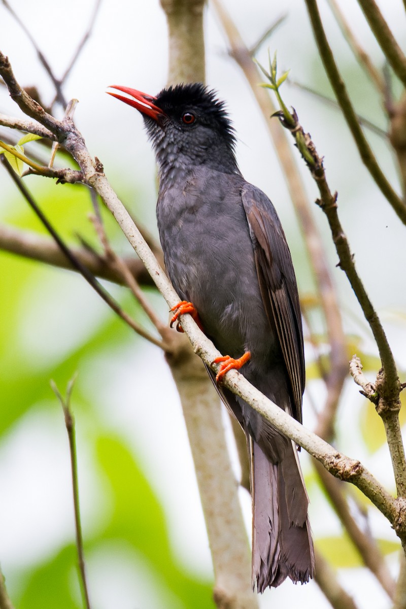 Square-tailed Bulbul - ML613218583