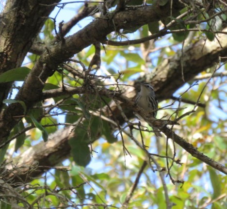 Black-and-white Warbler - ML613218642