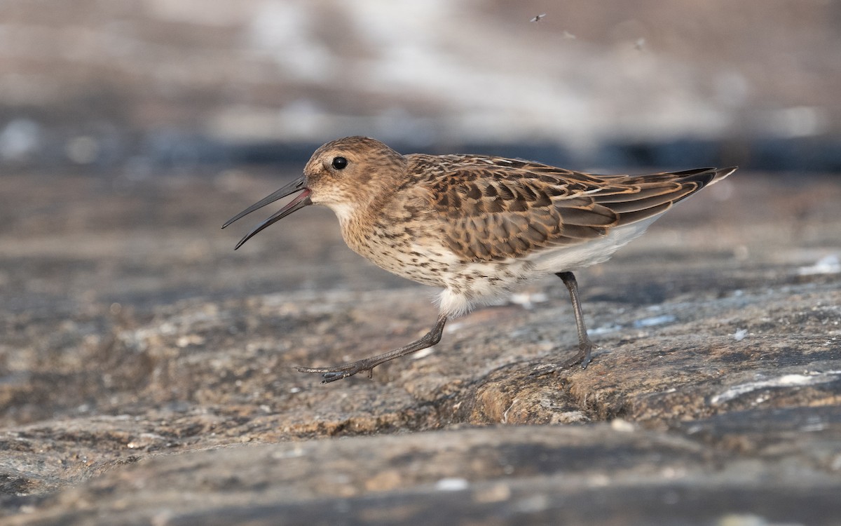 Dunlin - ML613218653