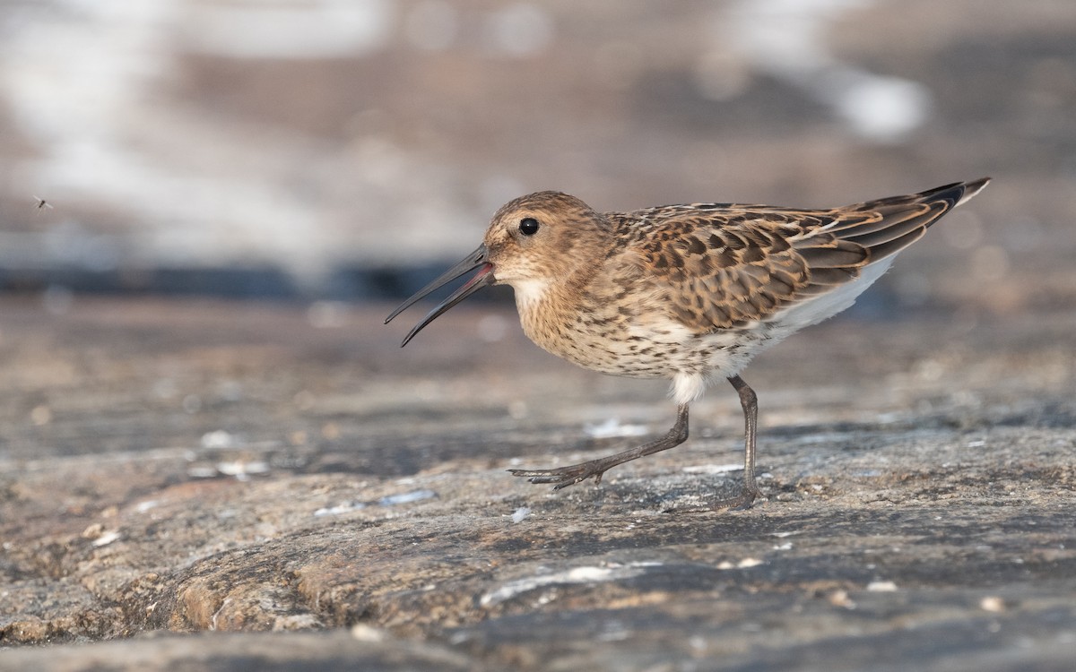 Dunlin - ML613218655