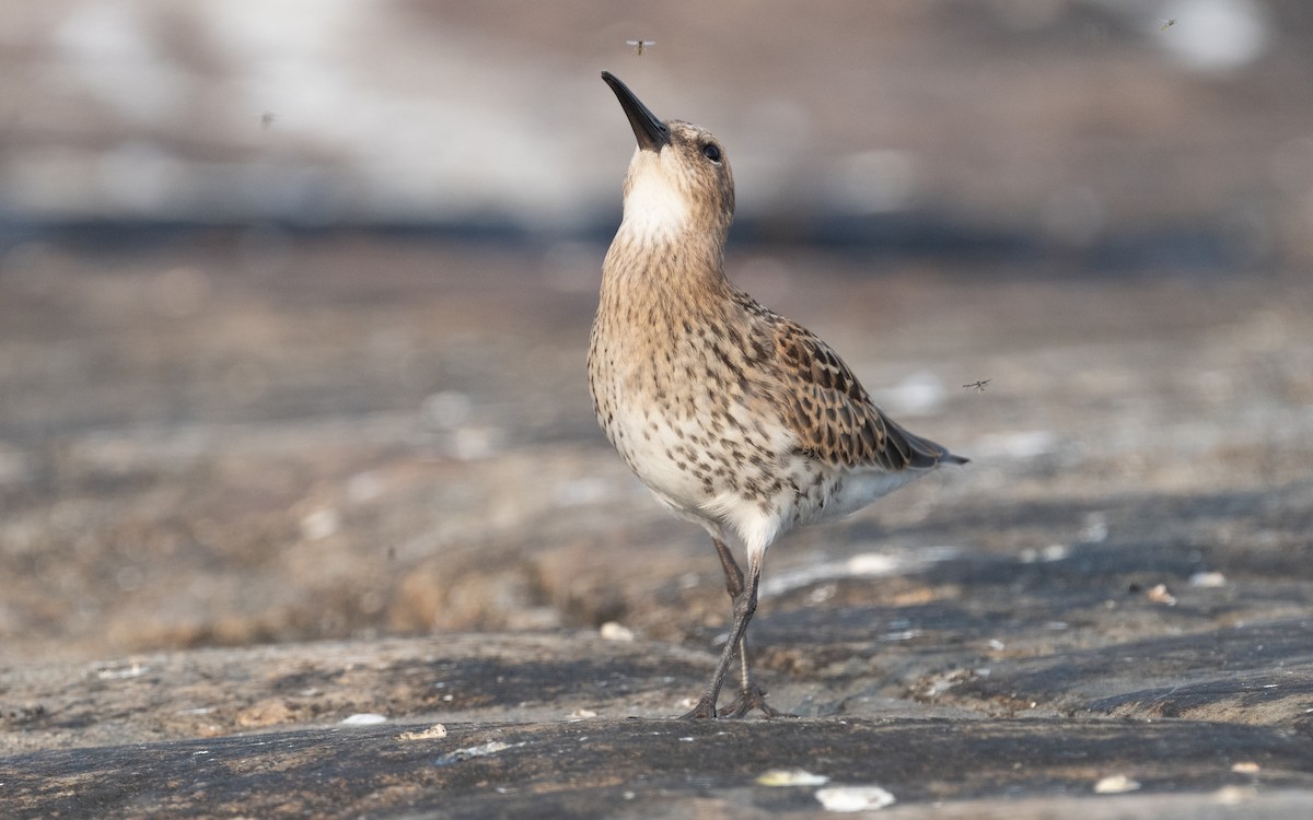 Dunlin - ML613218719