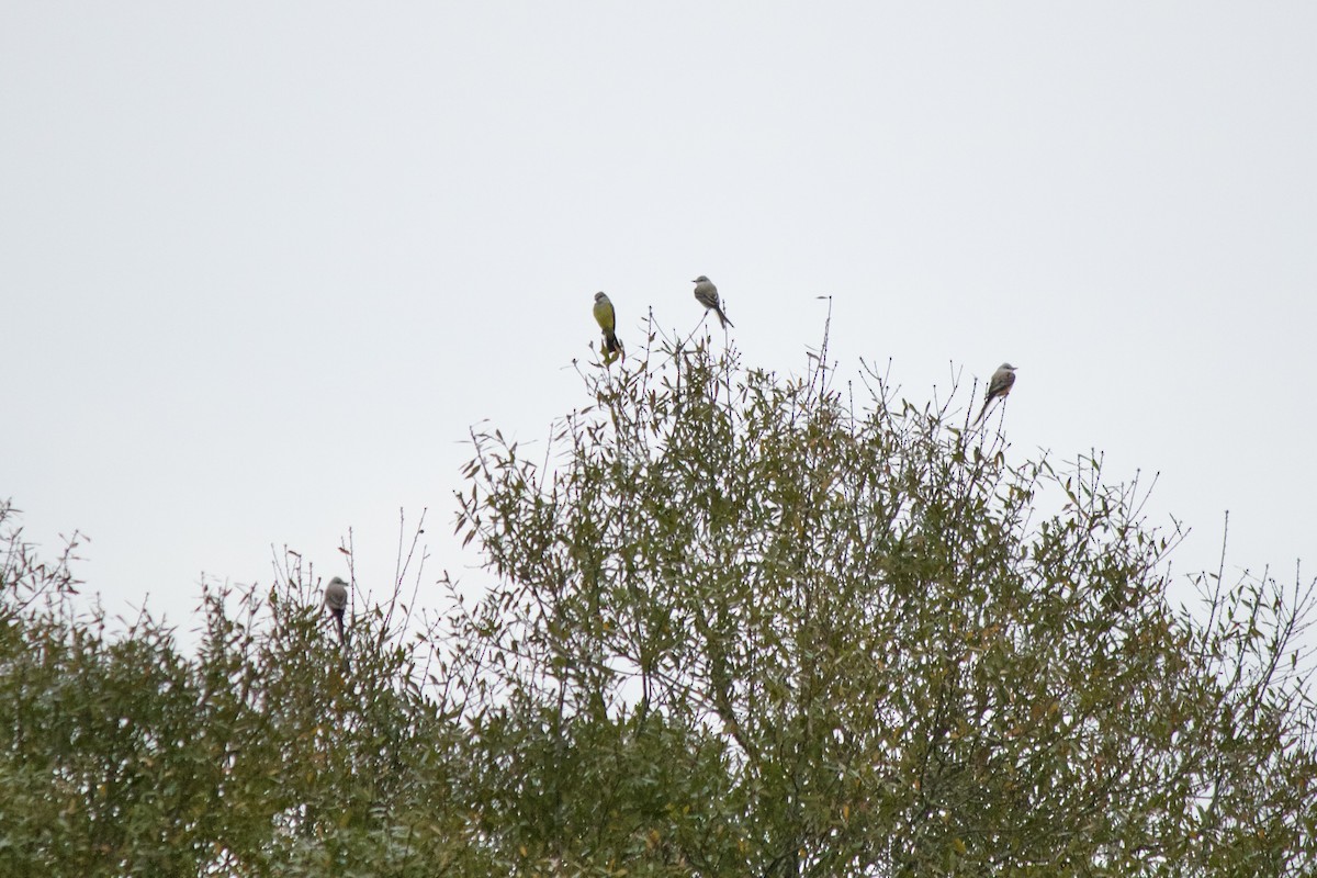 Western Kingbird - ML613218739