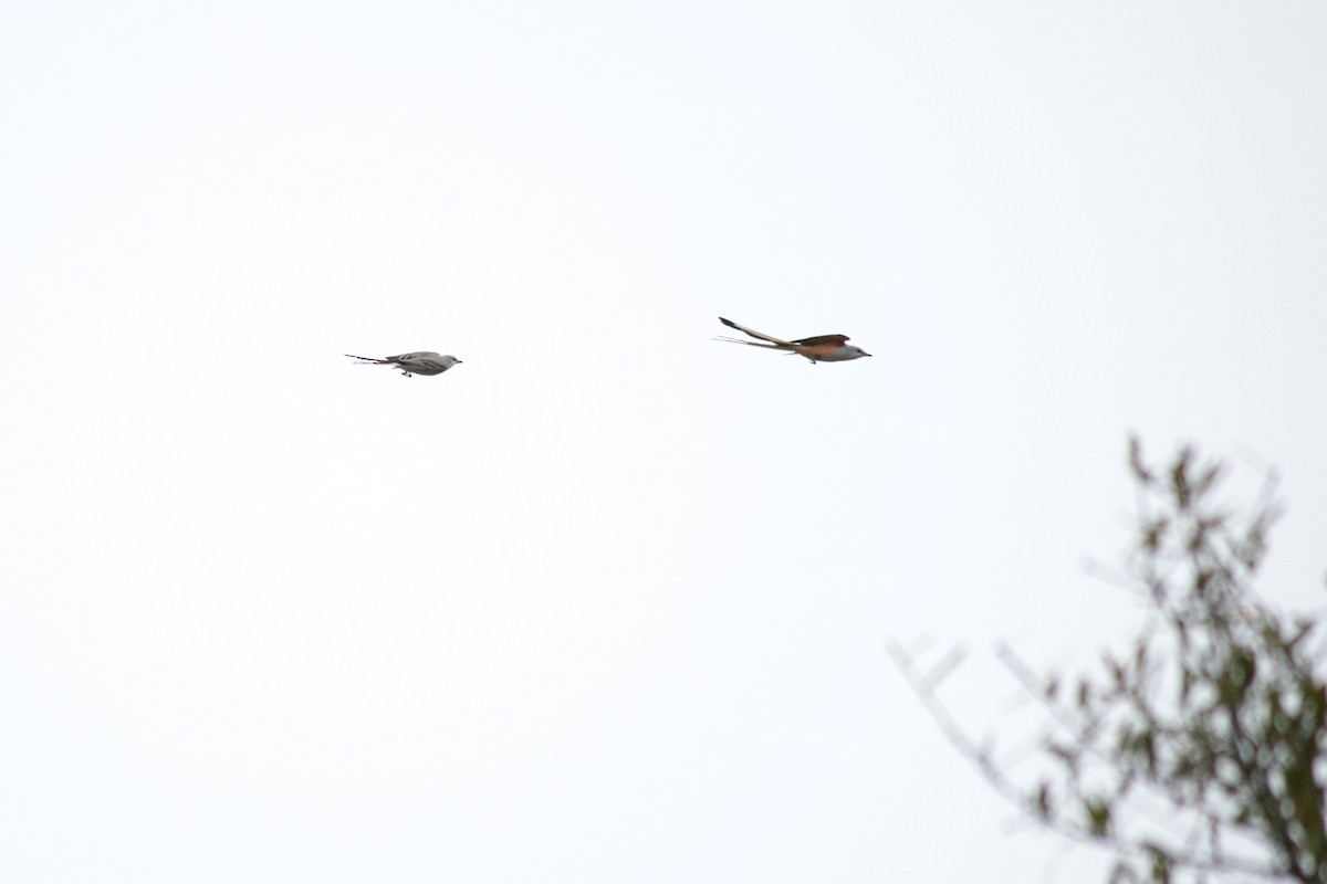 Scissor-tailed Flycatcher - ML613218752