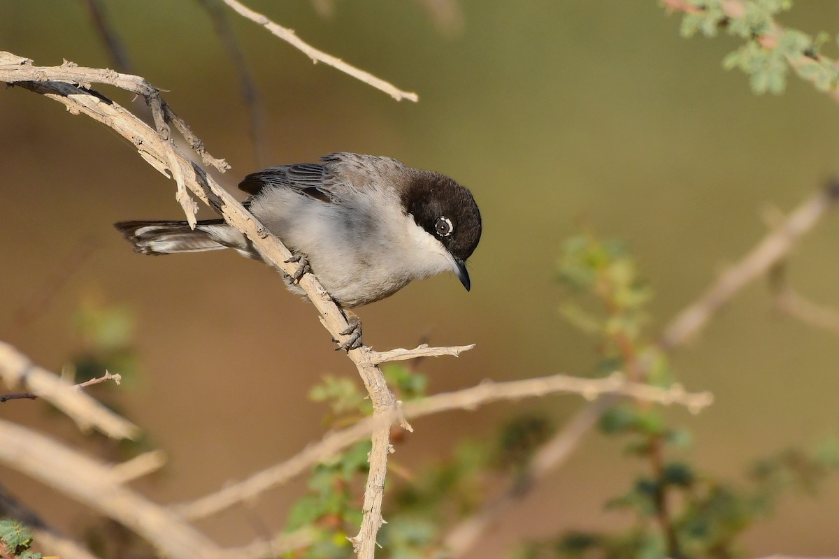 Arabian Warbler - ML613218766