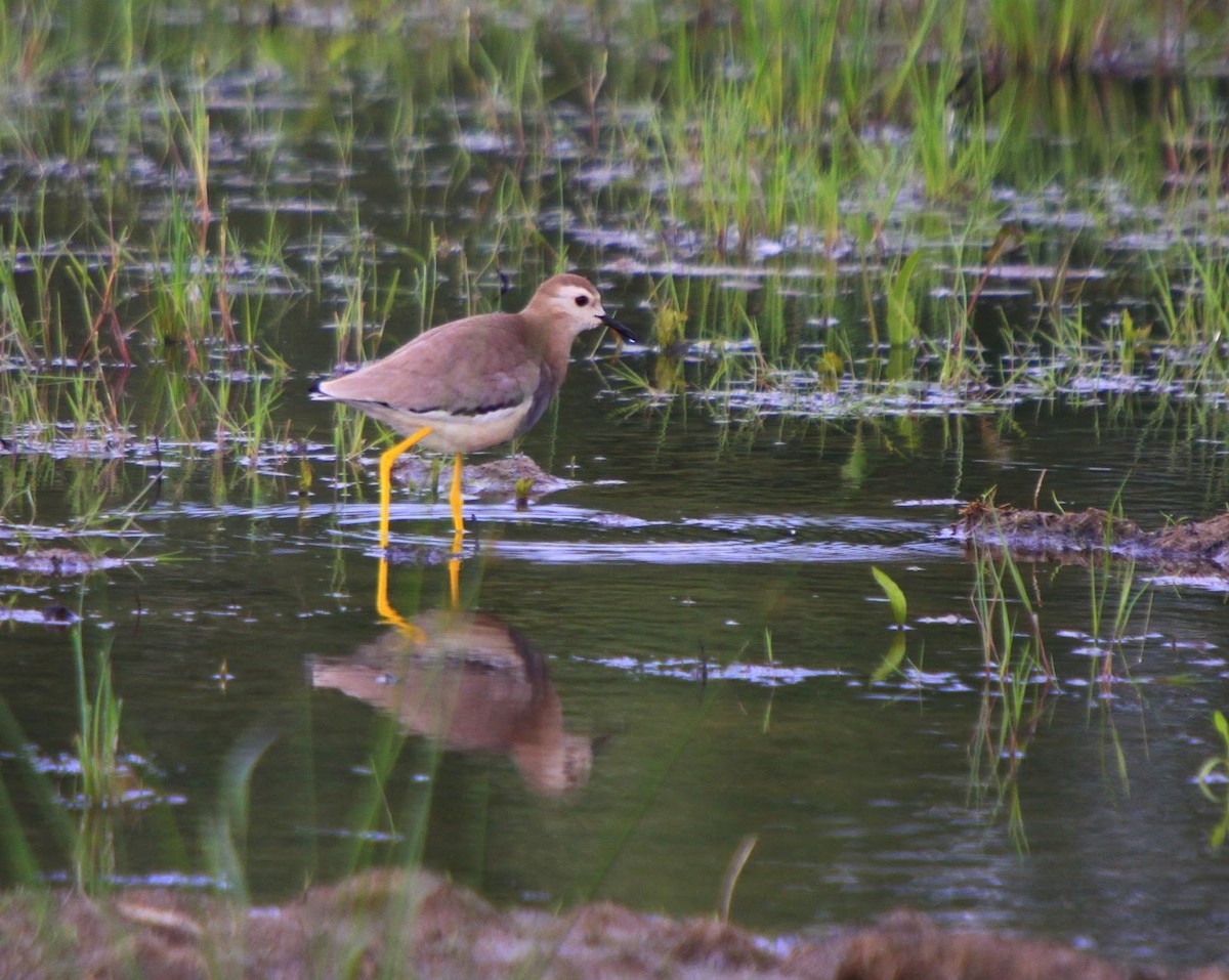 White-tailed Lapwing - ML613218818