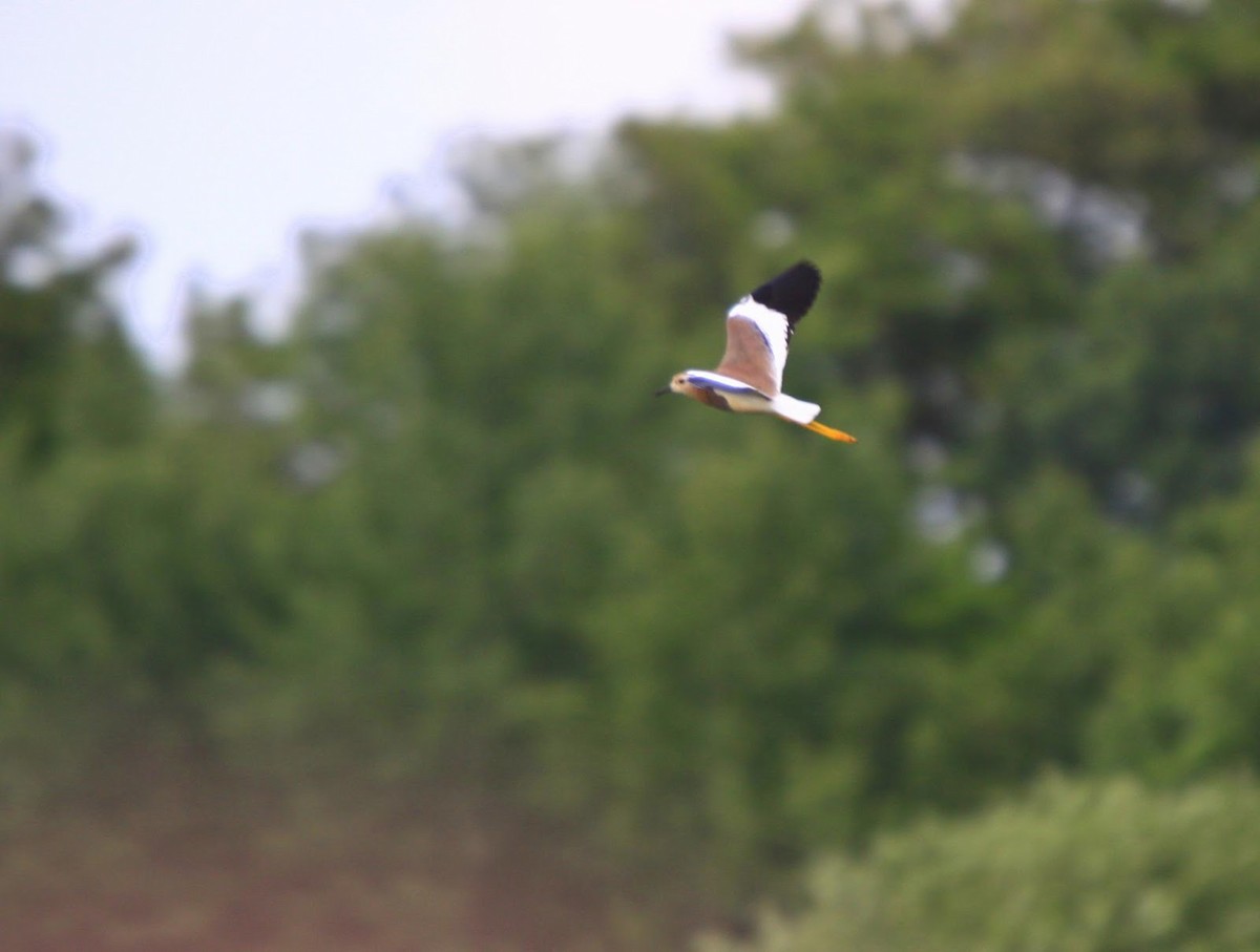 White-tailed Lapwing - ML613218819