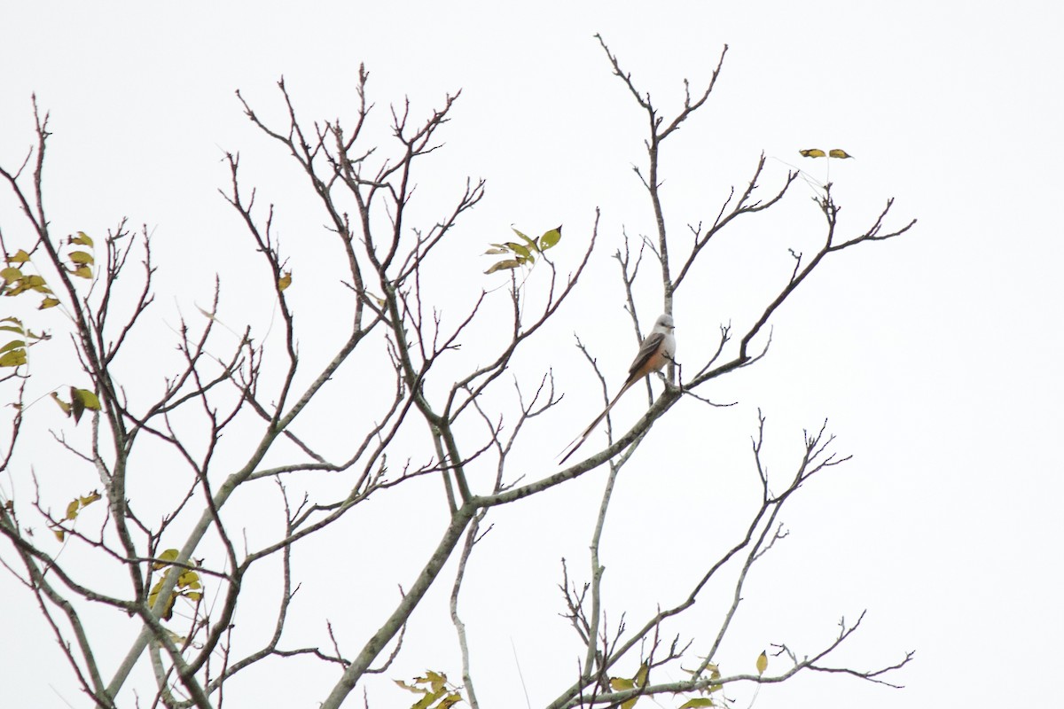 Scissor-tailed Flycatcher - ML613218826