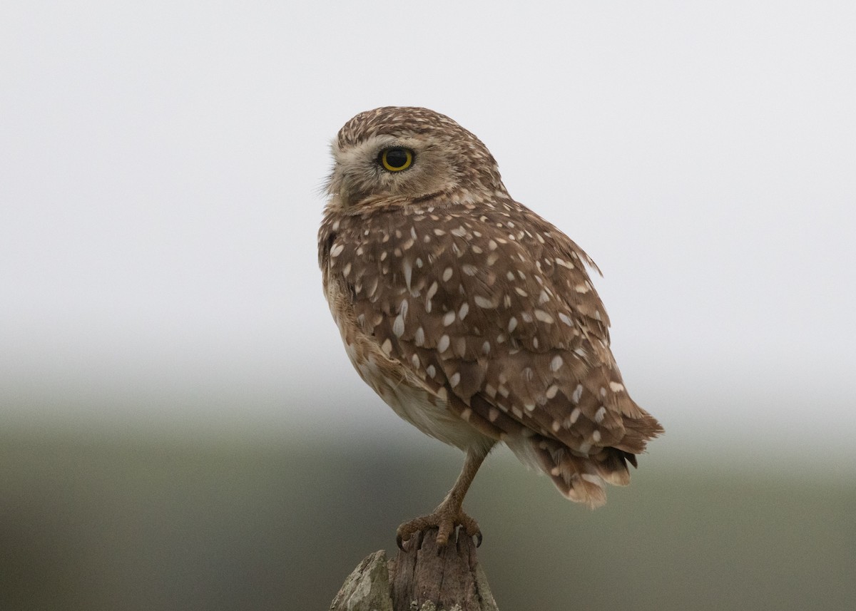 Burrowing Owl (grallaria) - ML613218922