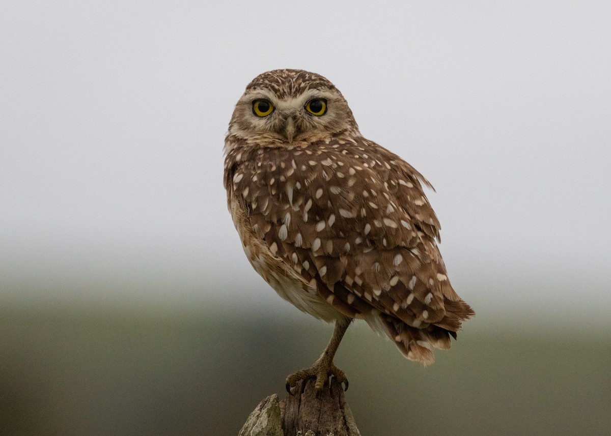 Burrowing Owl (grallaria) - ML613218924