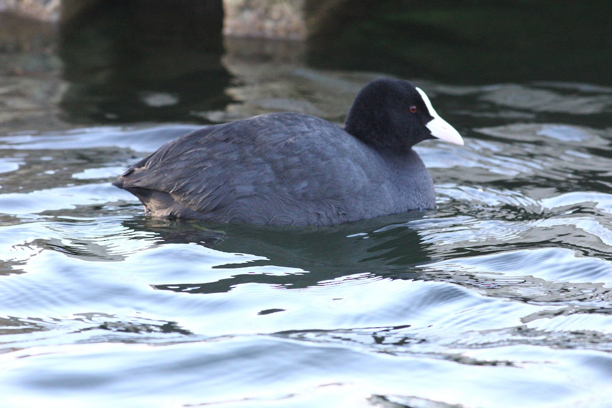 Eurasian Coot - Alejandro Sánchez Bernal