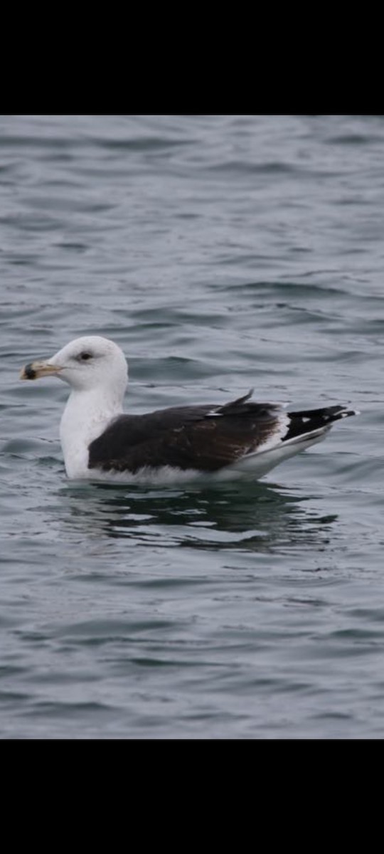 American Black Duck - ML613219019