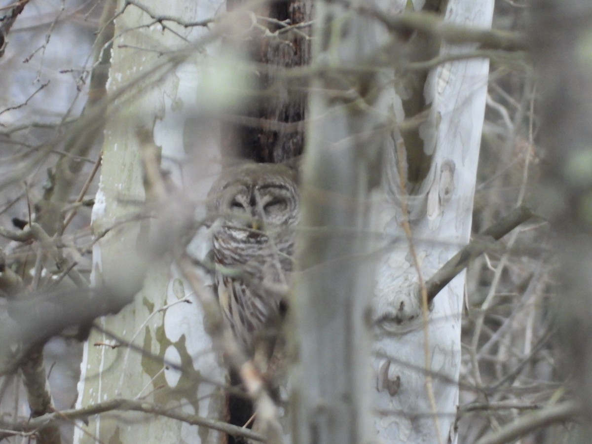 Barred Owl - ML613219022