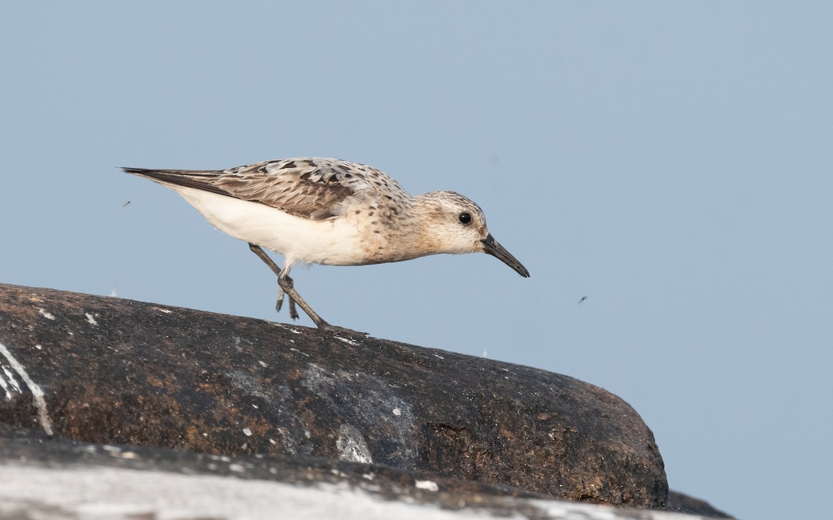 Sanderling - ML613219030