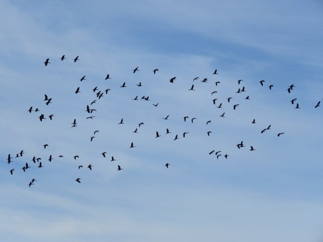 ibis hnědý - ML613219054