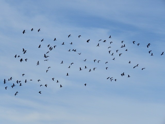 Glossy Ibis - ML613219054