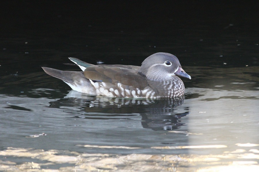 Mandarin Duck - ML613219069