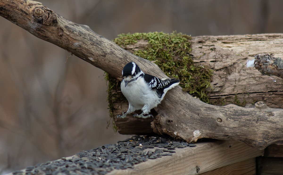 woodpecker sp. - ML613219221