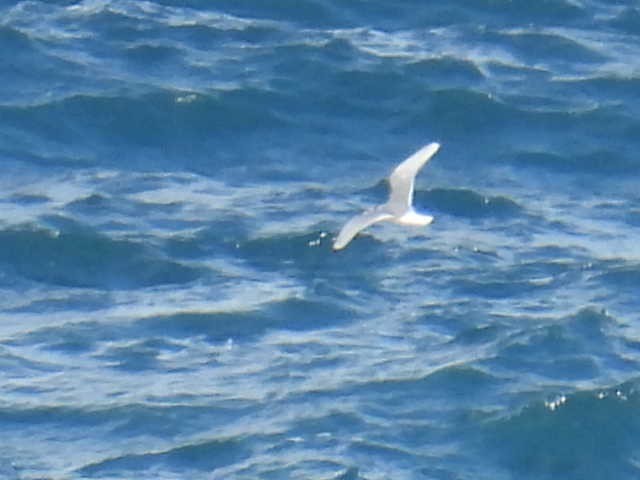 Black-legged Kittiwake - ML613219226