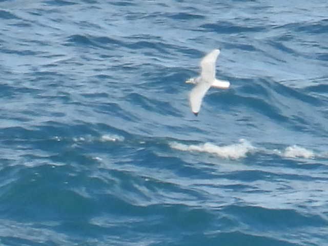 Black-legged Kittiwake - ML613219234