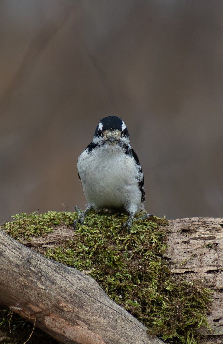 Picidae sp. - ML613219242