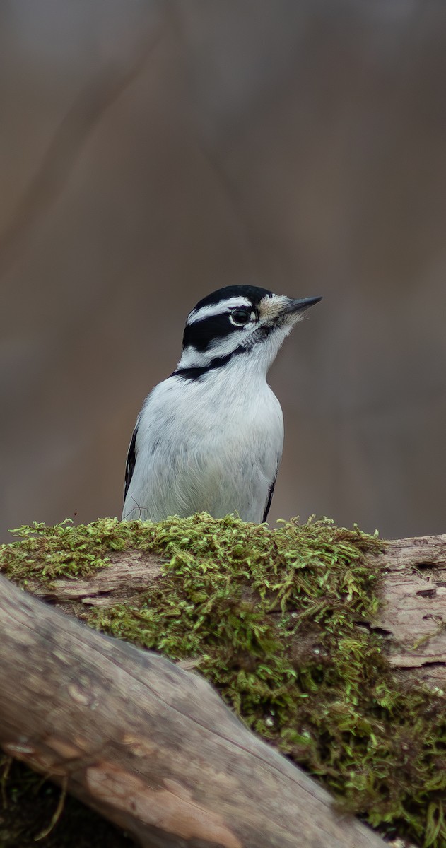 Picidae sp. - ML613219243