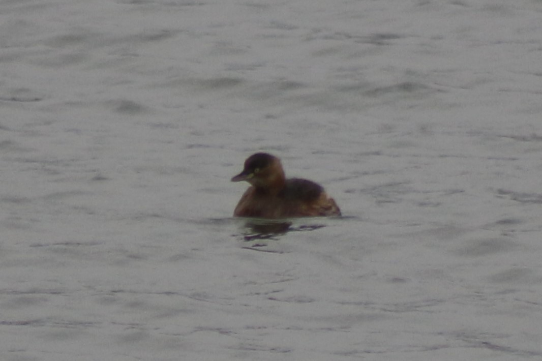 Little Grebe - ML613219266