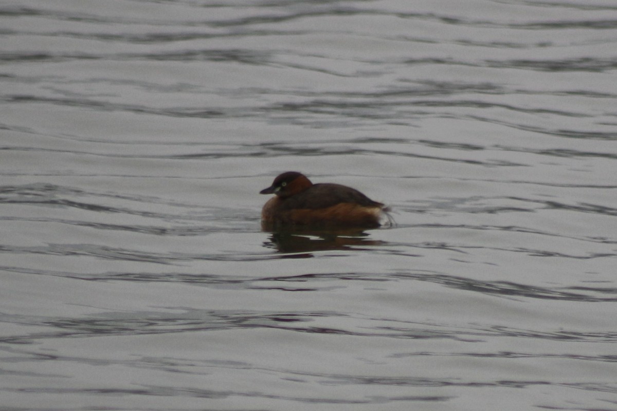 Little Grebe - ML613219267