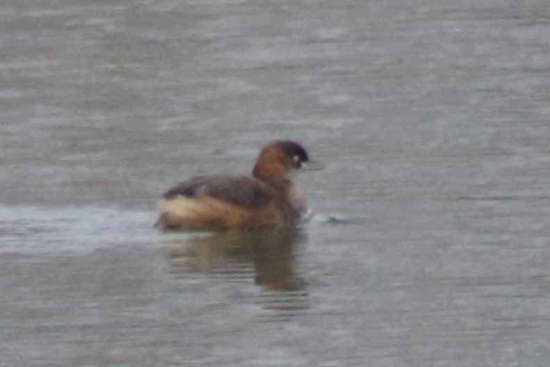 Little Grebe - ML613219270