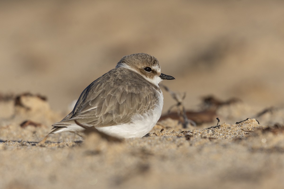 Kentish Plover - ML613219289