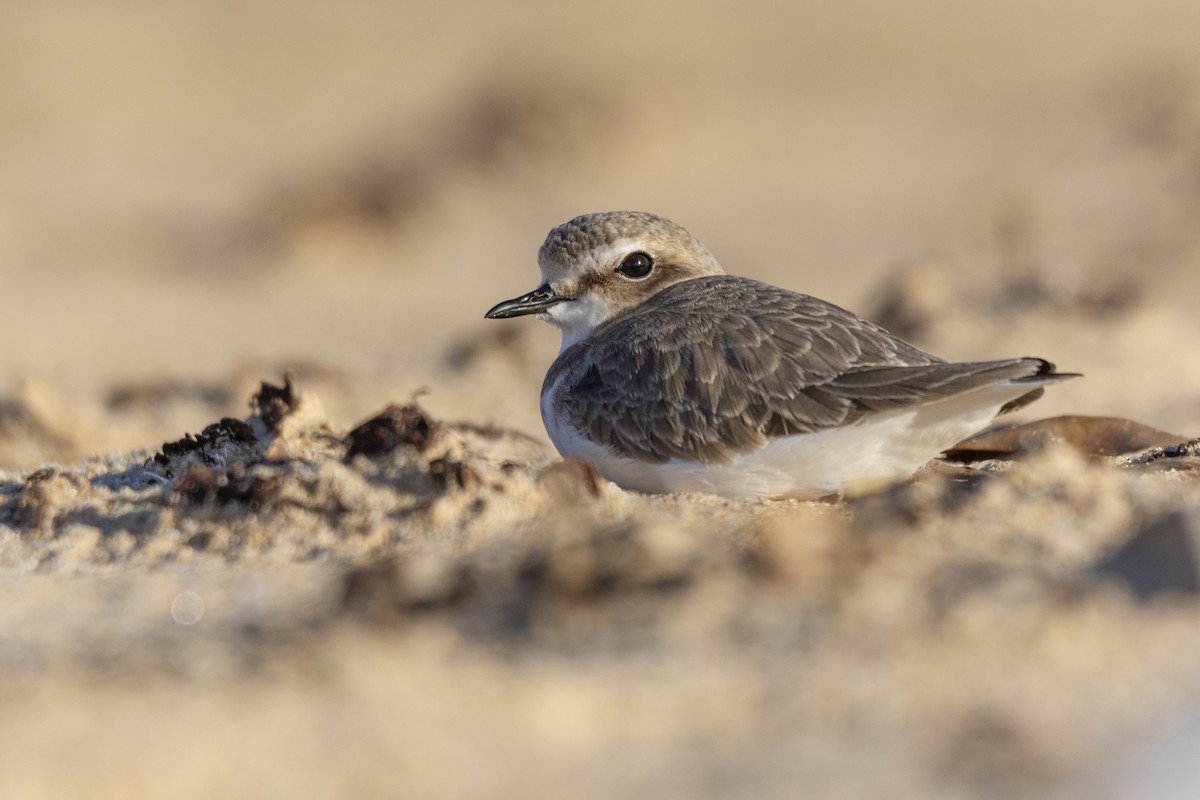 Kentish Plover - ML613219290