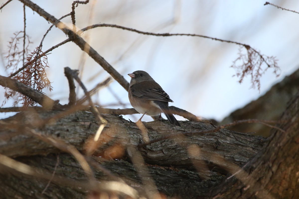 Dark-eyed Junco - ML613219297
