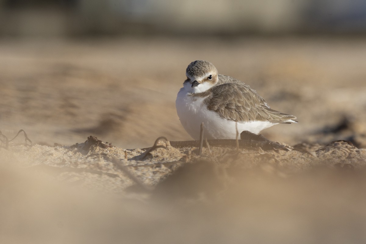 Kentish Plover - Nicolás  Magdalena García